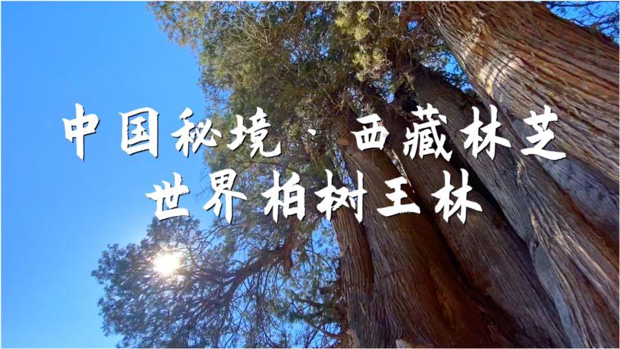 皇室派对夜